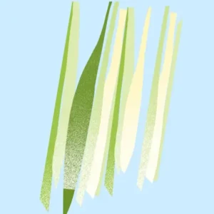 Lemongrass_square_600x.jpeg