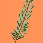 Rosemary - Rosmarin eterisk olje 12 ml