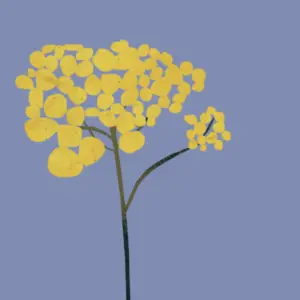 immortelle_square_600x.png